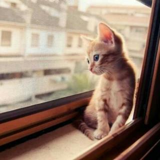 思修7:树立法治观念,尊重法律权威【MP3_声音